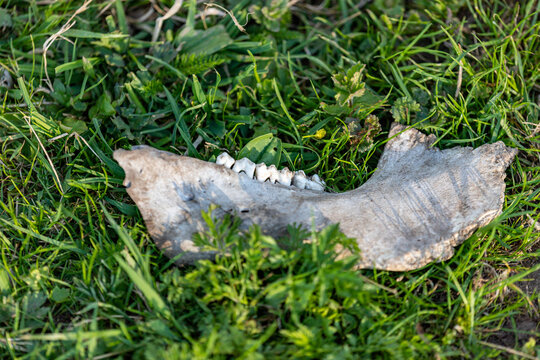 old mammal head bone on green grass