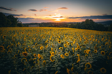 Sonnenblumen Feld im Herbst bei Sonnenuntergang mit blauen Himmel.