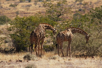 Obraz na płótnie Canvas Giraffes Bowing