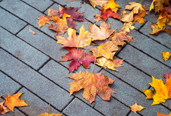 Autumn leaves on the road. Autumn Concept.