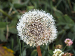 Dandelion in close-up. Natural background.