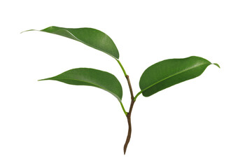 Young green plant of Ficus Benjamina isolated on a transparent background in close-up