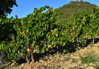vineyard covered with blue grapes