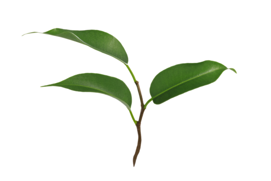 Young green plant of Ficus Benjamina isolated on a transparent background in close-up
