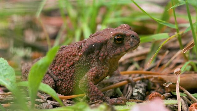 Huge dark toad. Creative. A large frog that breathes and its belly twitches in different directions while sitting in the grass.