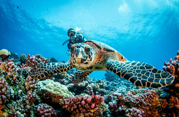 Hawksbill sea turtle with diver