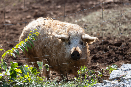 The Mangalica or Mangulica Pig. This Hungarian Breed of Domestic Pig is for its thick, curly Hair also called the Sheep Pig.