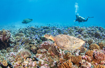 Hawksbill sea turtle with diver