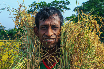 Bangladeshi farmer cut and collects paddy after harvest. Farmer smiling with his corps.