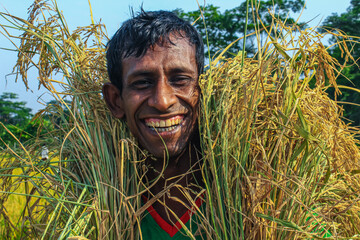 Bangladeshi farmer cut and collects paddy after harvest. Farmer smiling with his corps.