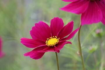 Obraz premium Cosmos