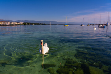Fototapeta na wymiar a swan on lake Geneva