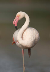 Flamingo at Estuário do Tejo, Portugal