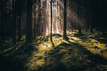 Wald mit Bäumen, Nebel und Sonnenstrahlen am Morgen im Herbst
