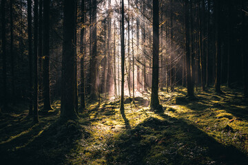 Wald mit Bäumen, Nebel und Sonnenstrahlen am Morgen im Herbst