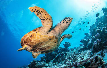 Fototapeta na wymiar Hawksbill sea turtle on the reef