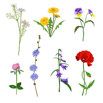 Field flowers vector illustrations set. Collection of meadow flowers, yellow dandelions, Echinacea, daisies or chamomiles, poppies, bells isolated on white background. Summer, nature, botany concept