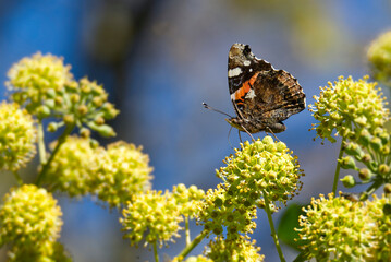 Red admiral butterfly (Vanessa Atalanta) with closed wings perched on hedge (hedera helix) in Zurich, Switzerland