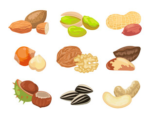 Different kinds of nuts vector illustrations set. Collection of drawings with almond, hazelnut, pistachio, cashew, sunflower seeds, peanut, walnut isolated on white background. Food, nutrition concept