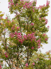 (Lagerstroemia indica) Crape Myrtle, flowering tree with panicules of pink to purple and carmine flowers, crimped petals on pinkish-gray branches with small dark-green leaves 
