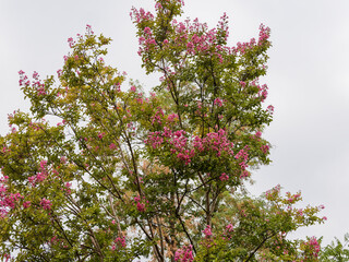 Lagerstroemia indica | Crape Myrtle or crepeflower tree or shrub with pink inflorescence