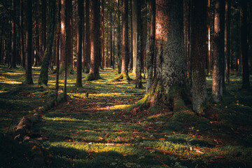Obraz premium Wald mit Bäumen, Nebel und Sonnenstrahlen am Morgen im Herbst
