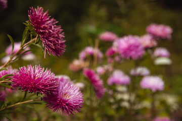 Blooming Astra perennial. Autumn flowers. Beautiful blurred nature background. Fall garden.