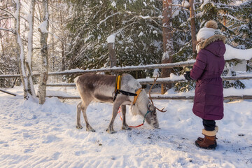 Winter in Finland. A girl in warm winter clothes feeds a reindeer on a reindeer farm in Lapland © e_polischuk