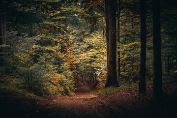 Wald mit Bäumen und grünem Waldboden im Herbst