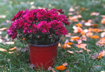Multiflora pink chrysanthemum flowers in a pot on the grass with autumn yellow leaves