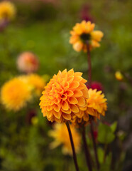 Close up of Dahlia flower in sunlight, other colorful flowers in the soft background. Shallow depth of field. Autumn landscape.