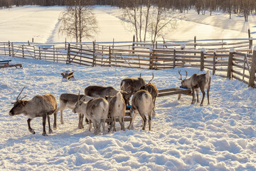 Winter in Finland. Feeding reindeers on a reindeer farm in Lapland.