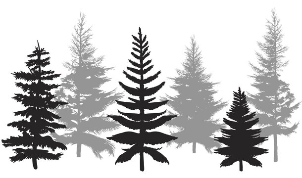 set of silhouettes of evergreen trees, christmas tree, spruce, pines on a white background