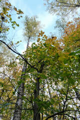 AUTUMN FOREST IN OCTOBER IN RUSSIA