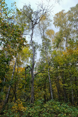 A DRY TREE IN AN AUTUMN FOREST IN RUSSIA