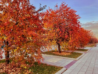 Naklejka premium autumn trees in the park