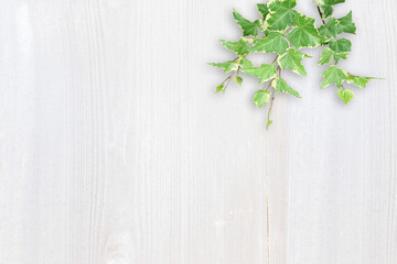 木目背景とグリーン