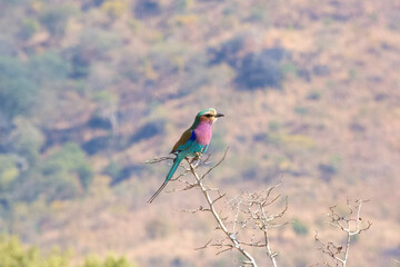 Lilac-breasted roller, Zambia
