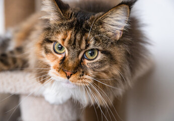 Charming Maine coon cat looking at the camera on cat tree near the light wall of the house. Scratching post.