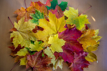 Acer platanoides bright autumn colorful leaves background, autumnal bright yellow orange red colors