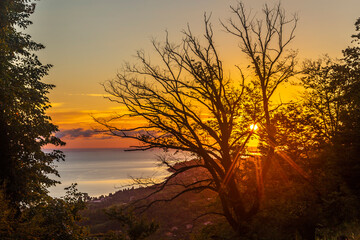 sunset on the sea and a tree
