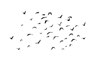 A flock of flying birds. Free birds. Vector illustration