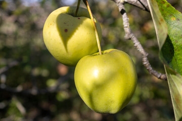 apples on tree