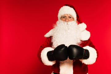 Bearded santa claus in boxing gloves looking at camera on red background.