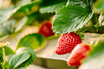 strawberries growing on strawberry farm in greenhouse. Greenhous with hydroponic shelving system.