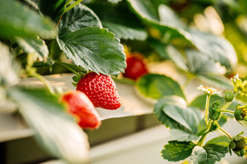 strawberries growing on strawberry farm in greenhouse. Greenhous with hydroponic shelving system.