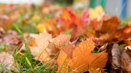 Closeup a group of colorful maple leaf fall on green grass with blurred background in park. Leaves with pink, orange, red and brown color. foliage changing in autumn season in europe