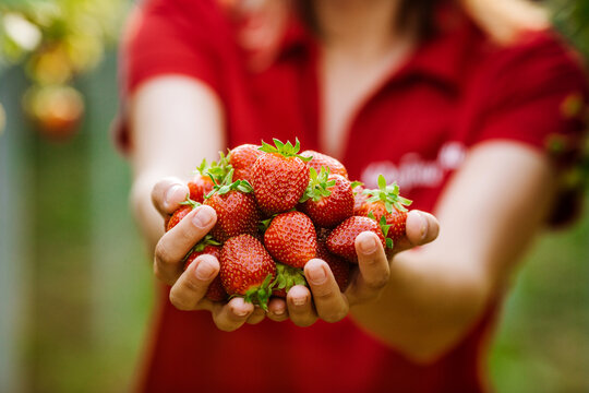 strawberries growing on strawberry farm in greenhouse. Greenhous with hydroponic shelving system.