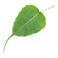 Fresh green bodhi Leaf isolated on transparent background