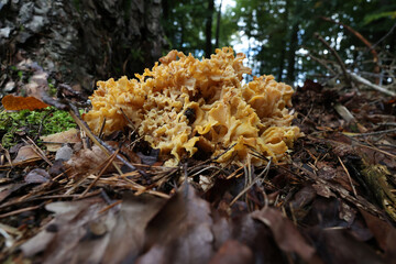 Huge edible Sparassis crispa wild fungus growing in pine forest